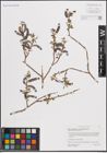 Foto von Salix eriocephala var. watsonii (Bebb) Dorn